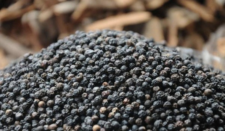 Giá tiêu hôm nay 24/2/2022: Tiếp tục đi ngang, dao động 81.500 - 85.00 đồng/kg