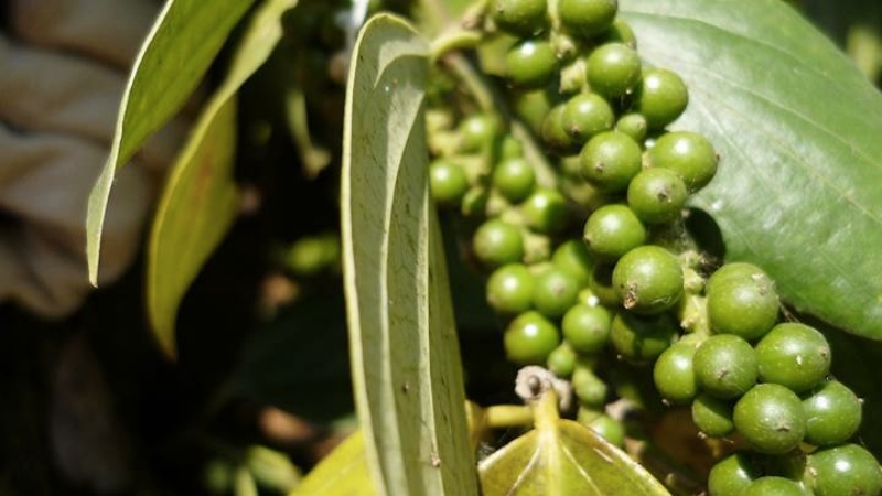 Giá tiêu hôm nay 27/2/2022 trong nước