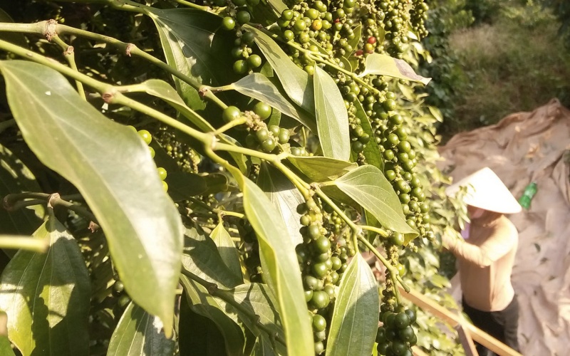 Giá tiêu thế giới