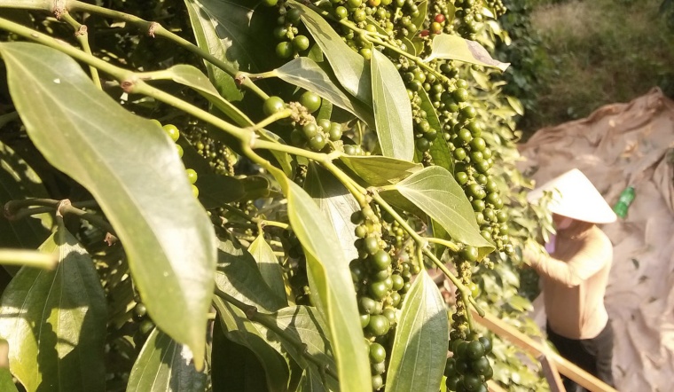 Giá tiêu hôm nay 27/2/2022: Đồng loạt giảm, dao động 81.000 - 84.500 đồng/kg