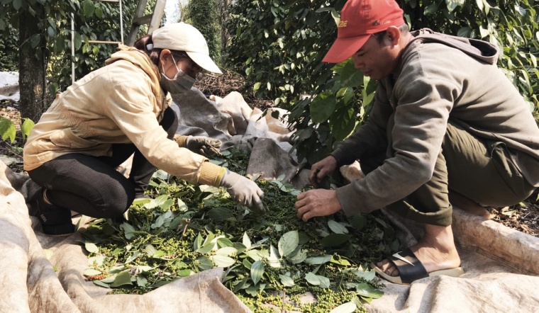 Giá tiêu hôm nay 28/2/2022: Đi ngang, dao động 81.000 - 84.500 đồng/kg