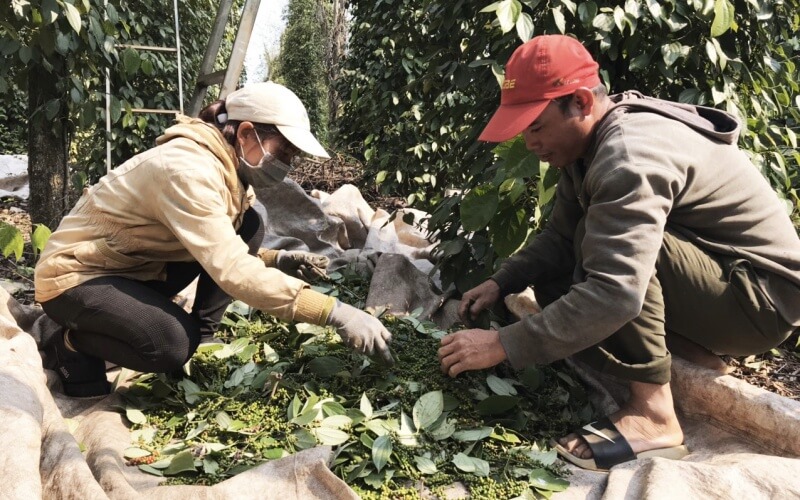 Giá tiêu thế giới