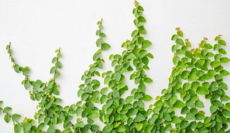 Cây vẩy ốc: Ý nghĩa, hình ảnh, cách trồng, chăm sóc tại nhà