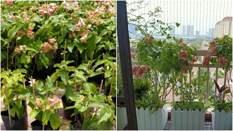 Cách trồng cây bướm hồng