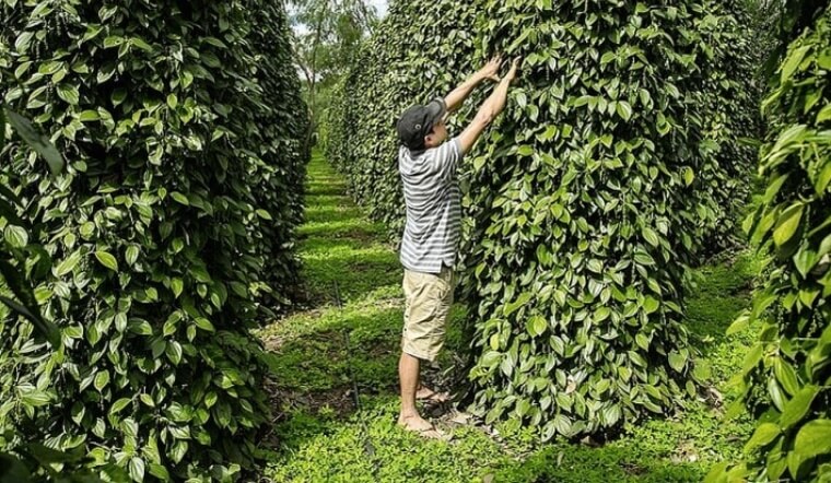 Giá tiêu hôm nay 4/3/2022: Tăng 500 đồng/kg, dao động 78.000 - 80.500 đồng/kg