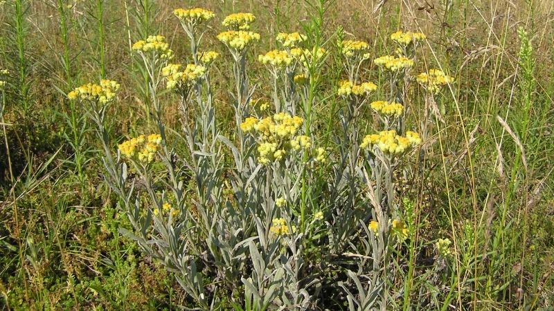 Chiết xuất hoa cúc Helichrysum Arenarium