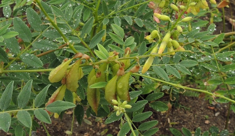 Astragalus (hoàng kỳ) là gì? Lợi ích và liều dùng Astragalus đúng cách