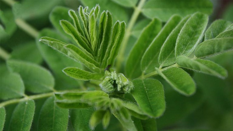 Liều dùng Astragalus đúng cách