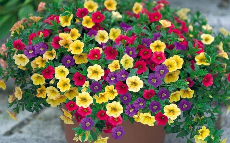Màu sắc tươi sáng của hoa triệu chuông sẽ giúp tinh thần bạn thoải mái hơn