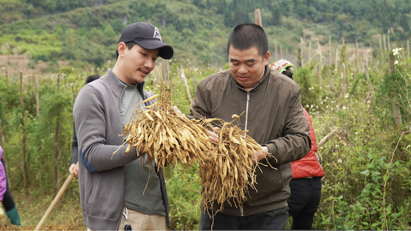 Hình ảnh người dân thu hái thiên môn đông