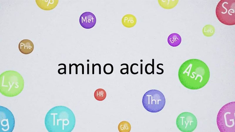 Thiên môn đông chứa nhiều axit amin (amino acids)