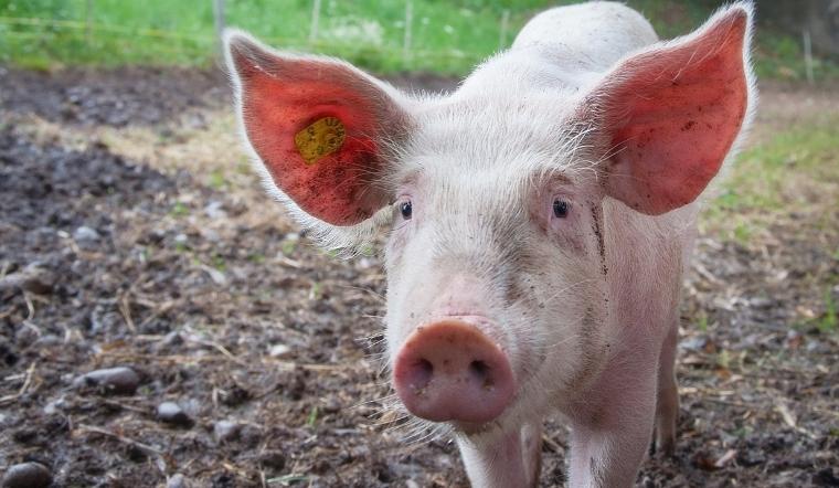 Giá heo hơi hôm nay 09/03/2022: Tăng nhẹ từ 1.000 - 2.000 đồng/kg