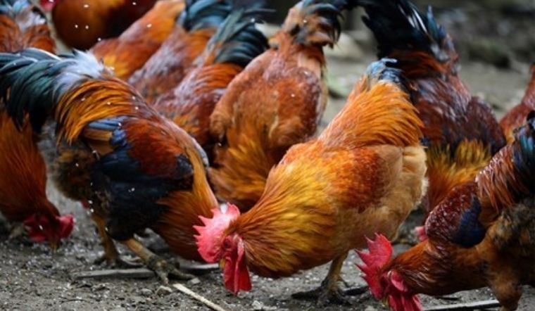 Giá gia cầm hôm nay 09/03/2022: Giá vịt giảm sâu, giá gà vẫn ở mức thấp