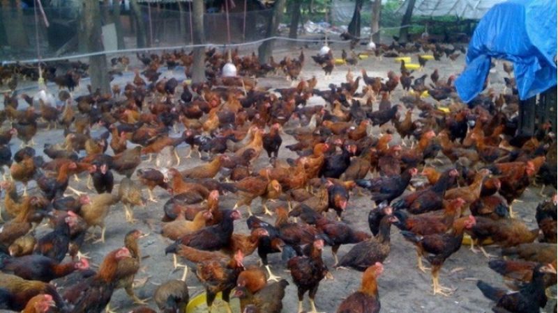 Bảng giá gà hôm nay 09/03