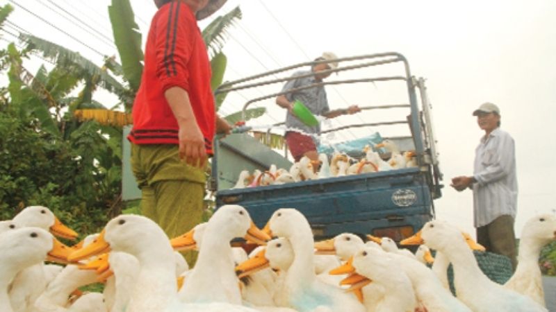 Bảng giá vịt hôm nay 09/03