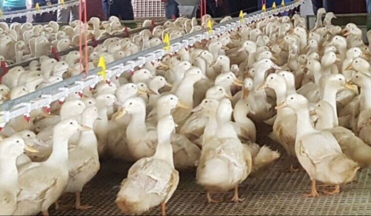 Giá gia cầm hôm nay 08/03/2022: Giá gà giảm nhẹ, giá vịt chưa có biến động