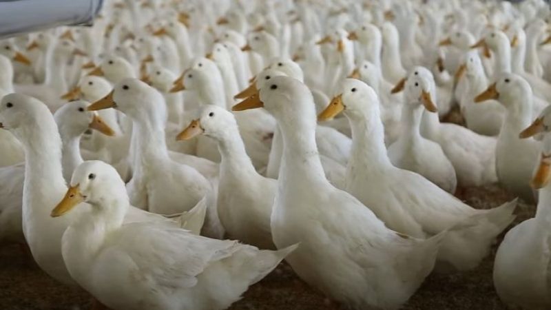 Bảng giá vịt hôm nay 08/03