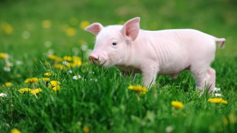 Giá heo hơi hôm nay 07/03 tại miền Trung, Tây Nguyên đứng yên Giá heo hơi hôm nay 07/03 tại miền Trung, Tây Nguyên đứng yên