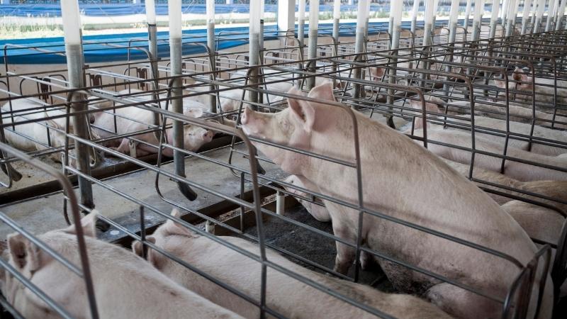 Giá heo hơi hôm nay 06/03 tại miền Nam Giá heo hơi hôm nay 06/03 tại miền Nam