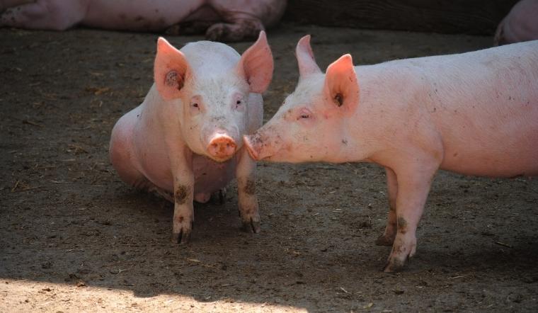 Giá heo hơi hôm nay 06/03/2022: Dao động trong khoảng 50.000 - 54.000 đồng/kg