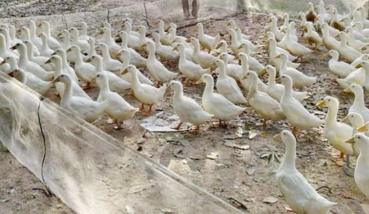 Giá gia cầm hôm nay 10/03/2022: Giá vịt, gà có mức tăng nhẹ trên toàn quốc