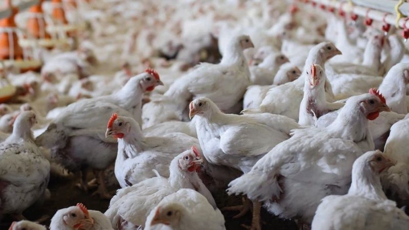 Bảng giá gà hôm nay 10/03