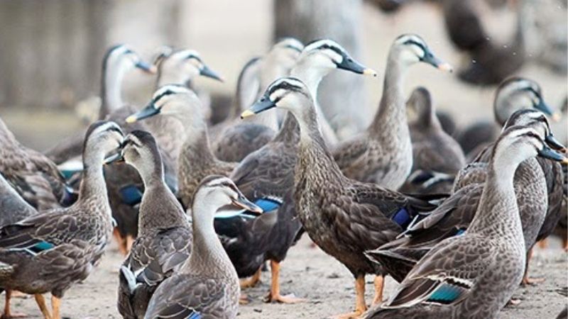 Bảng giá vịt hôm nay 10/03