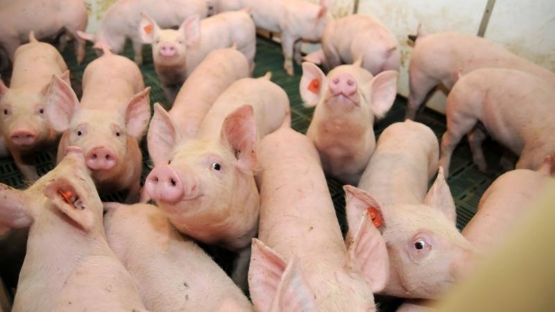 Giá heo hơi hôm nay 10/03 tại miền Bắc