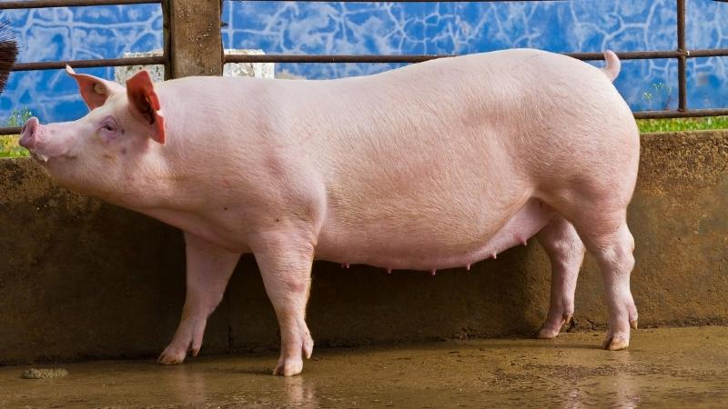 Giá heo hơi hôm nay 10/03 tại miền Nam