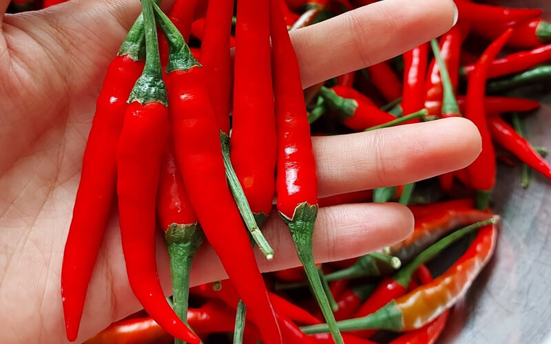 Các tỉnh miền Tây có giá ớt dao động từ 12.000 - 16.000 đồng/kg