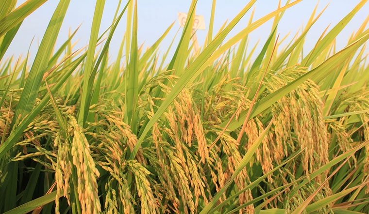 Giá lúa hôm nay 10/03 tăng mạnh 400 đồng/kg ở một số giống lúa