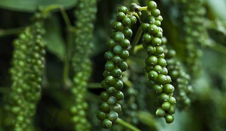 Giá tiêu hôm nay 11/3/2022: Chững giá, dao động 78.000 - 81.000 đồng/kg