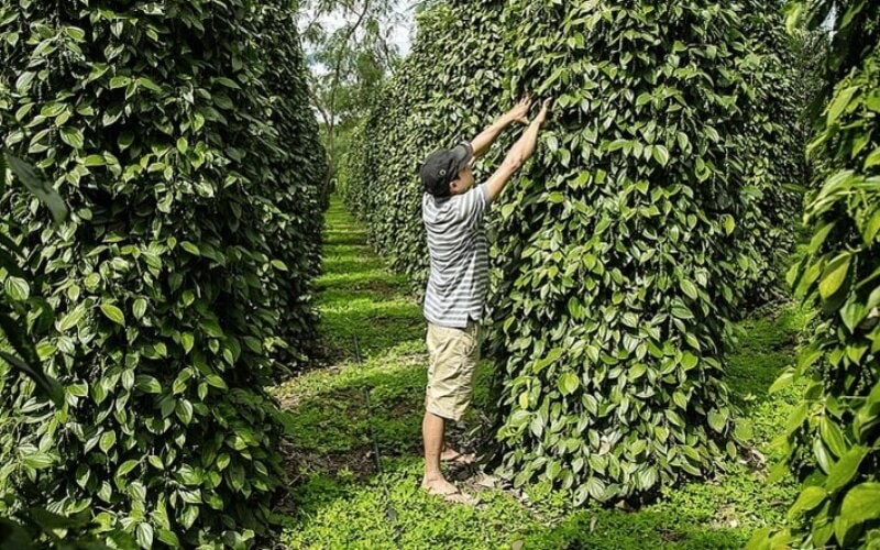 Giá tiêu thế giới