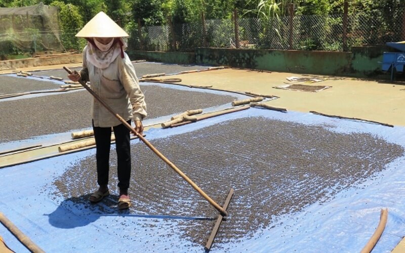 Giá tiêu hôm nay 12/3/2022 trong nước