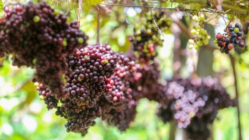 What is the effect of wild grapes? Simple way to soak wild grape wine at home