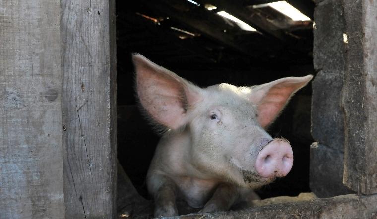 Giá heo hơi hôm nay 14/03/2022: Đồng loạt đứng yên trên cả nước