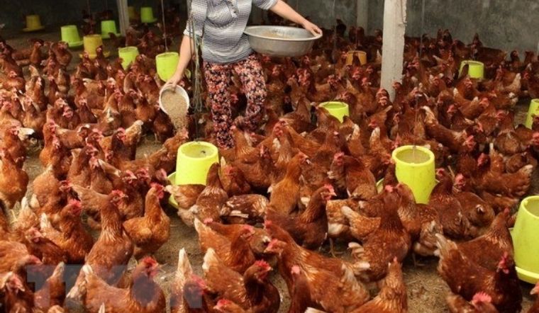 Giá gia cầm hôm nay 15/03/2022: Giá gà, vịt giảm ở nhiều nơi