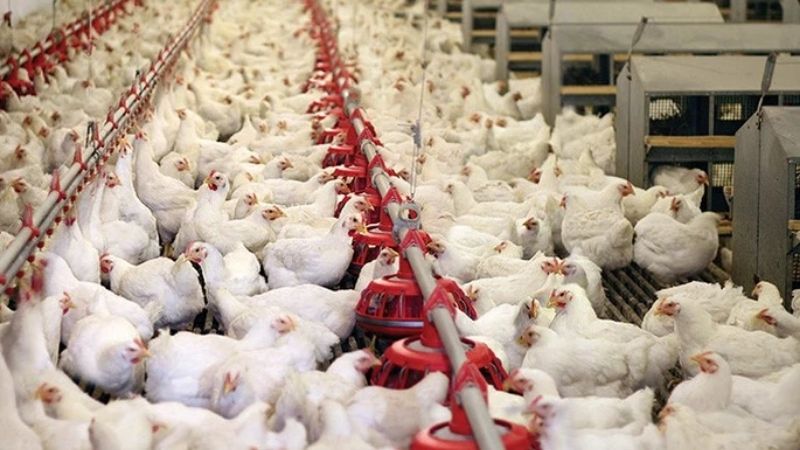 Giá gà hôm nay 15/03