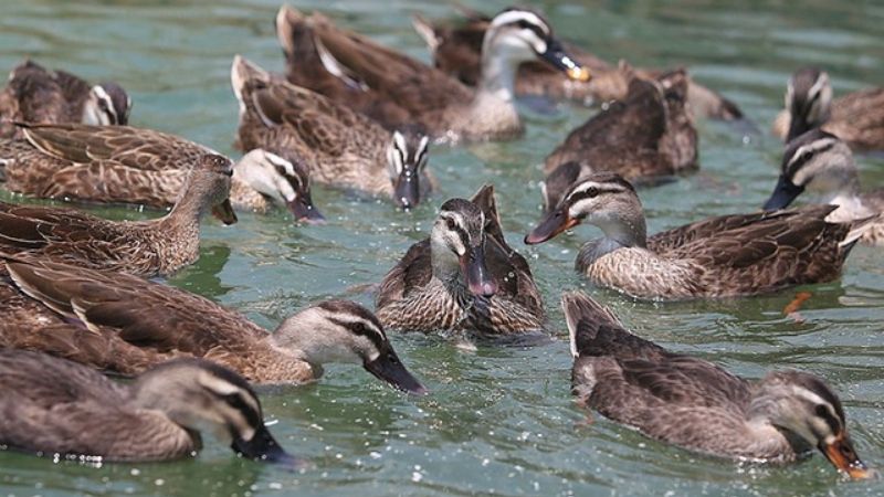 Giá vịt hôm nay 15/03