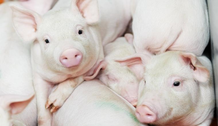 Giá heo hơi hôm nay 15/03/2022: Bắt đầu tăng rải rác ở một số nơi