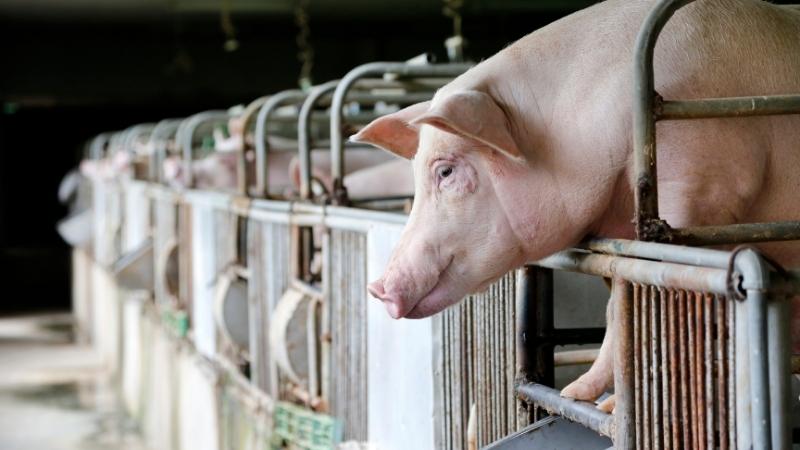 Giá heo hơi hôm nay 15/03 tại miền Trung, Tây Nguyên