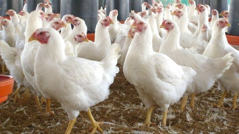 Giá gà hôm nay 16/03