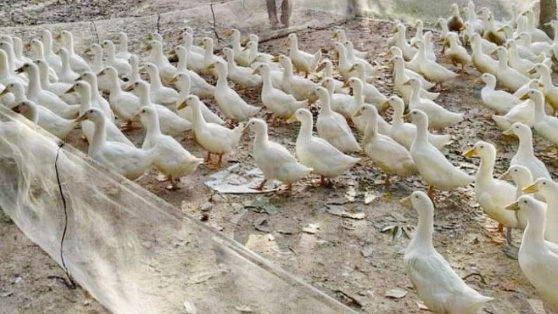 Bảng giá vịt hôm nay 16/03