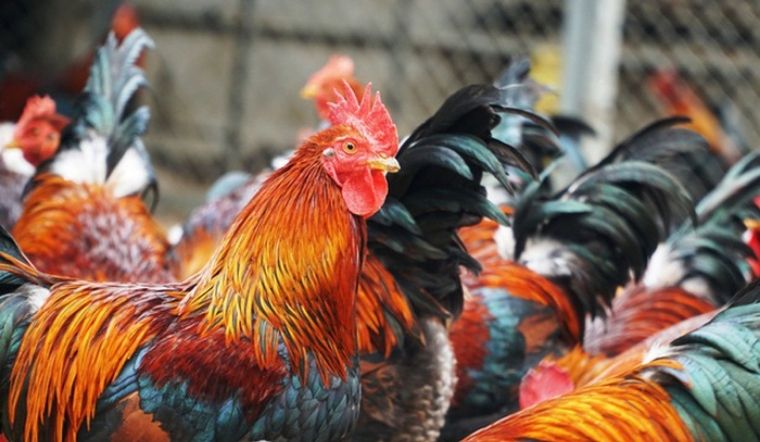 Giá gia cầm hôm nay 16/03/2022: Giá gà giảm nhẹ, giá vịt đang chững lại