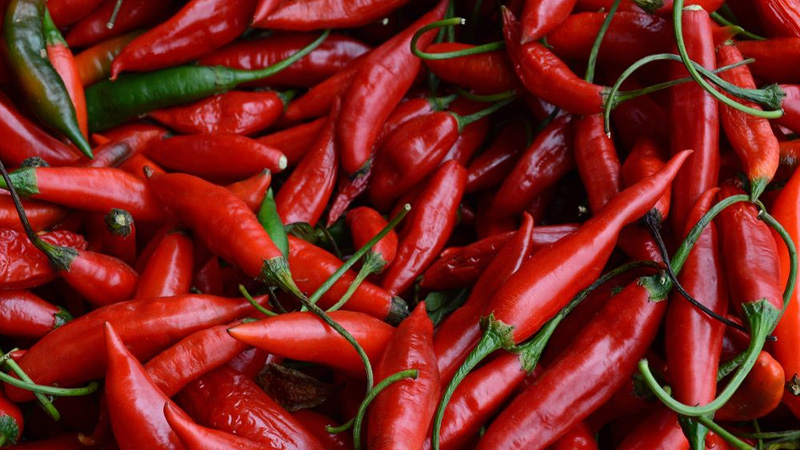 Giá ớt dao động từ 12.000 - 17.000 đồng/kg