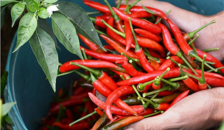  Giá ớt hôm nay 16/03/2022: Tiếp tục không có chuyển biến trên cả nước