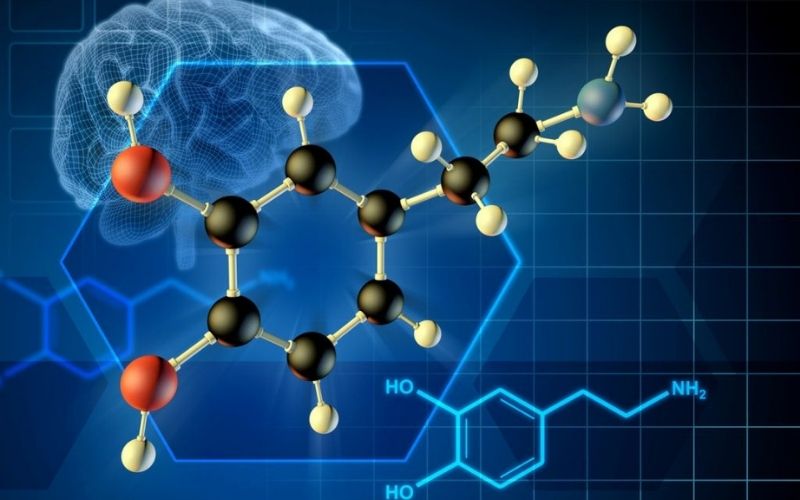 Lá húng chanh có tác dụng trong kiểm soát nồng độ cortisol