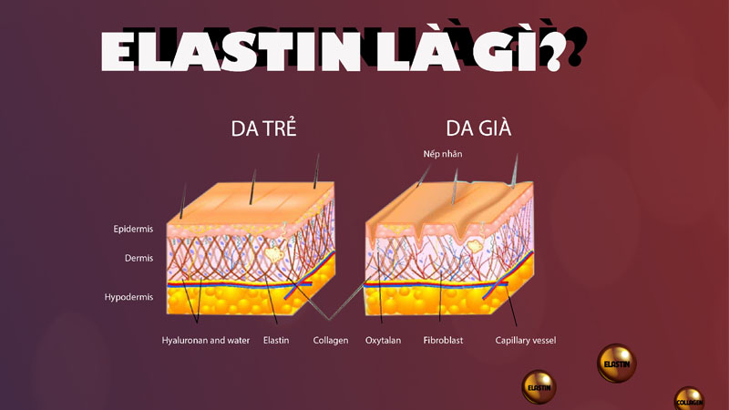 Elastin là gì? Tác dụng của nó đối với da