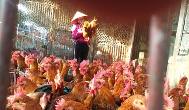 Giá gia cầm hôm nay 17/03/2022: Giá gà, vịt hôm nay không có biến động