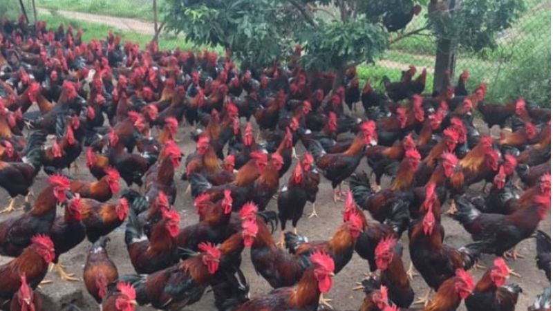 Giá gà hôm nay 17/03